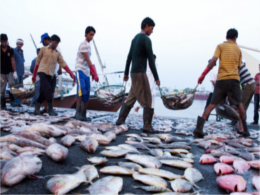 Ajman Fishmarket.